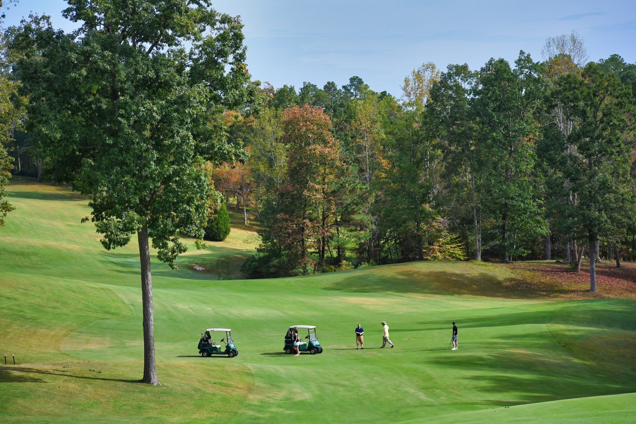 Tree Service Greensboro, GA | Arbor Equity Inc.