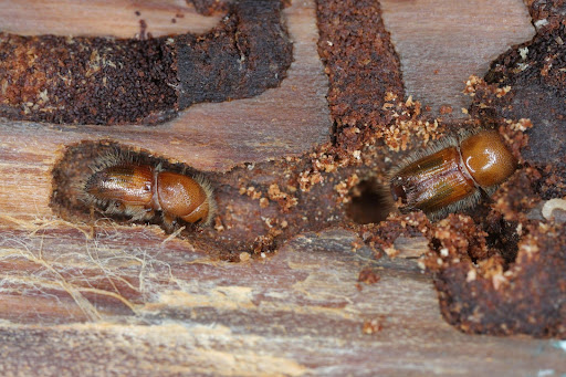 Close-up of bark beetles tunneling beneath pine bark.
