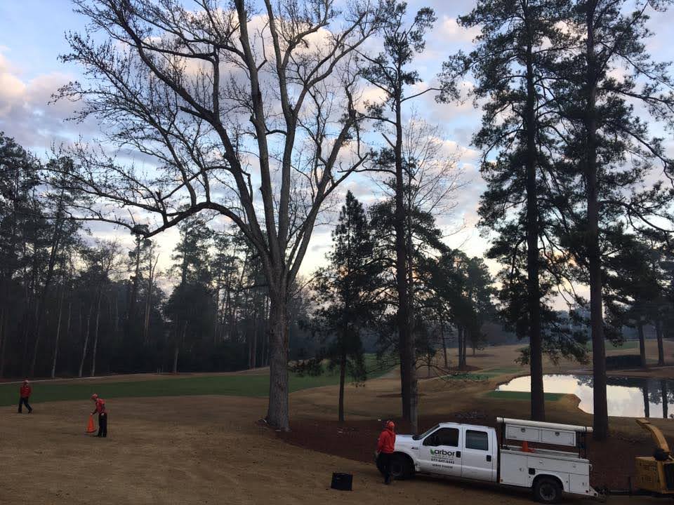 Certified Georgia arborist inspecting tree structure during leaf-off season for potential storm damage risks