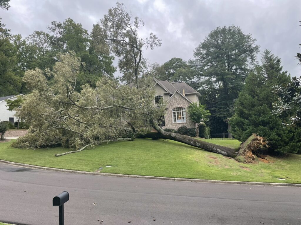 fallen tree post storm georgia
