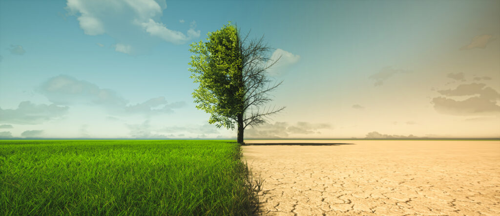 drought stress tree in georgia