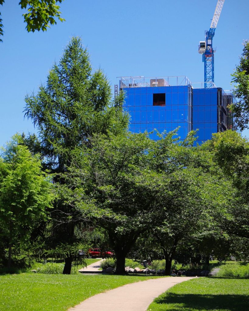 trees during construction